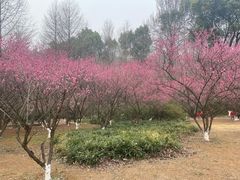 -杭州植物园