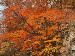-龙道沟景区