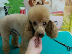 android_upload_pic-小呆的宠物店·宠物售卖·宠物寄养(城西店)