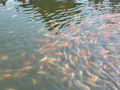 -长春市南湖公园