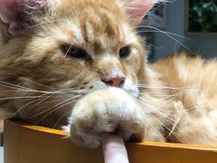 -藏猫猫咖啡主题馆(中央大道店)