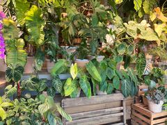 -自由生长植物工作室(深港花卉中心店)