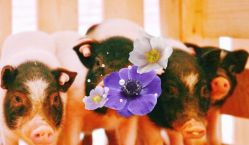 -萌宠亲子动物乐园(槐房万达店)