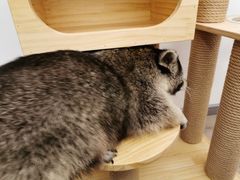-浣熊柯尔鸭土拨鼠·电玩咖