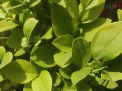 -武清南湖绿博园