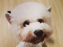 -PETKIT小佩宠物·低压洗护(国顺东路店)