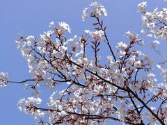 -西北湖绿化广场