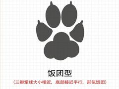-顺强宠物诊所·狂犬免疫·夜诊·骨科(嘉定店)