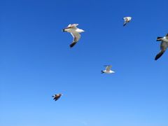 -海驴岛(荣成市)