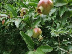 -禾珍珠家常小馆(河南博物院店)