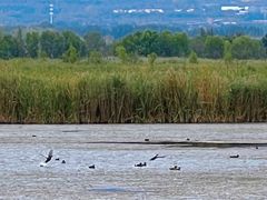 -野鸭湖国家湿地公园