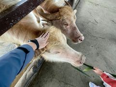 -海南热带野生动植物园