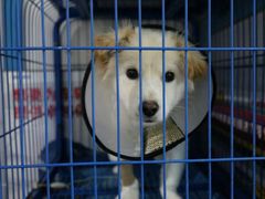 android_upload_pic-中农大我爱我爱24h动物医院·中医针灸·猫专科·骨科医疗中心(双井店)