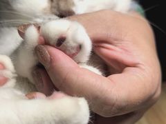 -MOLLY'S萌宠生活馆