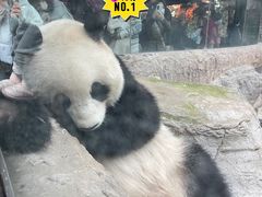 景点-北京动物园