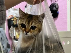 -瑞派申生动物医院·24H夜诊·国际动物医疗中心·骨外科(吴中路店)