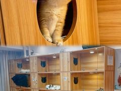 -猫十亿·布偶金渐层·曼基康矮脚猫舍(青年路店)