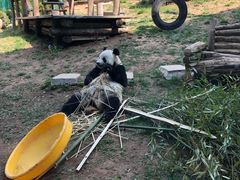 -大连森林动物园