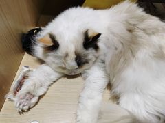 -藏猫猫咖啡主题馆(中央大道店)