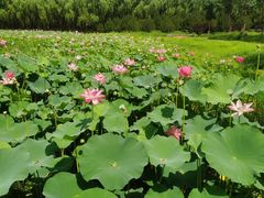 -东郊湿地公园