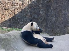 -都江堰中华大熊猫苑