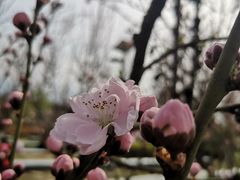 -洨河生态公园