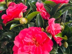 -花鸟鱼虫鲜花绿植市场(玉泉路店)
