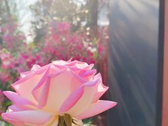 -香蜜公园