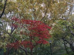 -新江湾城公园