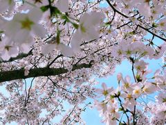 -古柏渡飞黄旅游区