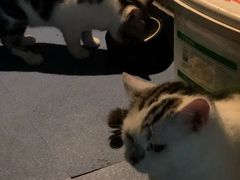 -AOE 火焰 剧本密室狼人杀