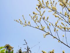 -马峦山郊野公园