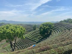 -龙坞茶村