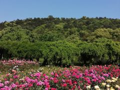 -龙寺生态园