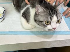 -pd派德宠物中心医院24H急重症·眼科中心·血液透析中心(嵩山北路店)