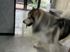 -半岛宠物医院24小时(白果林店)