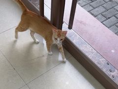 -瑞鹏宠物医院·夜间急症·心超·猫科(祖庙分店)