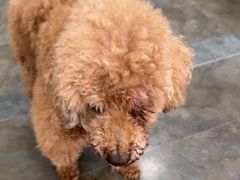 -暖阳宠物医院·犬猫康复中心·骨科