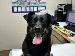 -爱侣·安琦尔宠物医院·中兽医针灸·心内科·狂犬免疫点(宝山区院)