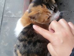 -刘氏方酥锅盔(古城总店)