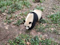 -都江堰中华大熊猫苑