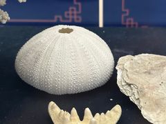 -上海海洋大学鱼文化博物馆(军工路校区)