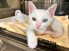 -御宝贝·A梦猫科宠物医院(国际猫友好医院)
