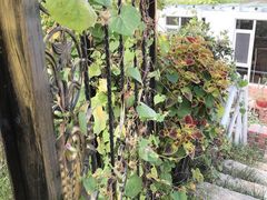 -小仙居·农家宴烤羊· 农庄