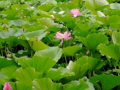 -日照海滨国家森林公园