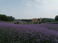 -大塘金香草谷