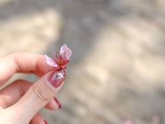 -南山植物园
