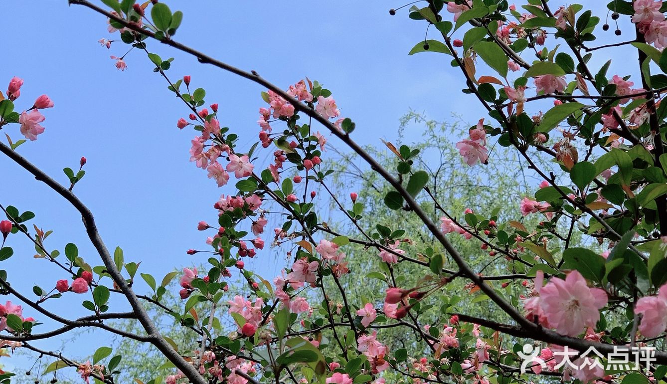 雨前再拍一次樱花｜葵巷