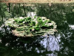 -长白岛森林公园