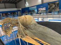 -上海海洋大学鱼文化博物馆(军工路校区)